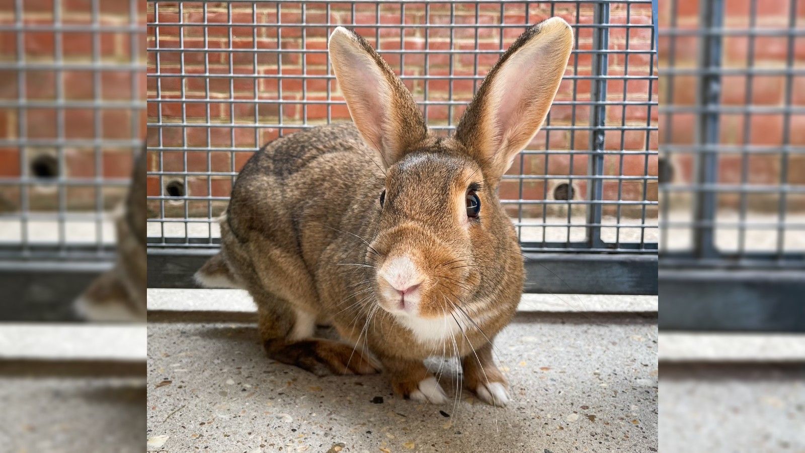 Appeal to find home for RSPCA's 'loneliest rabbit' News Greatest